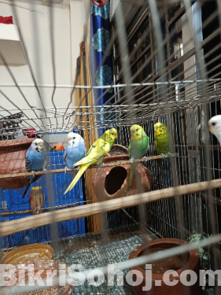 বাজিগর পাখি